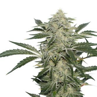 Creamy Kees (Super Sativa Seed Club) regularne