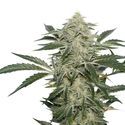 Creamy Kees (Super Sativa Seed Club) regularne
