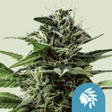 Tatanka Pure CBD (Royal Queen Seeds) feminizowane