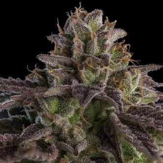 KmintZ (Ripper Seeds) feminizowane