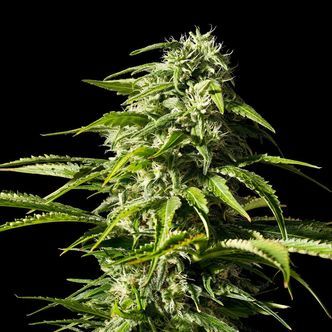 Big Bull (Kannabia) feminizowane