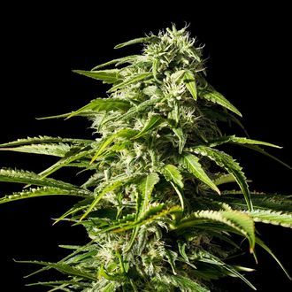 Big Bull (Kannabia) nasiona marihuany feminizowane