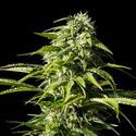 Big Bull (Kannabia) nasiona marihuany feminizowane