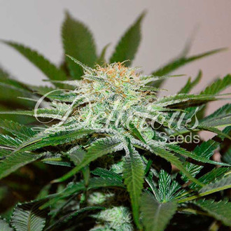 Descojack (Delicious Seeds) feminizowane