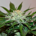 Descojack (Delicious Seeds) feminizowane