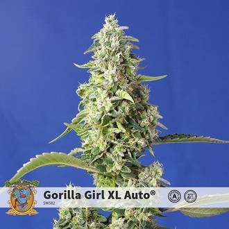 Gorilla Girl XL Auto (Sweet Seeds) feminizowane