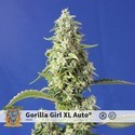 Gorilla Girl XL Auto (Sweet Seeds) feminizowane