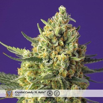 Crystal Candy XL Auto (Sweet Seeds) feminizowane