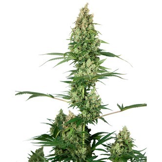 Silver Fire (Sensi Seeds) feminizowane