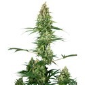 Silver Fire (Sensi Seeds) feminizowane