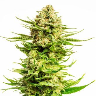 Indica Cream (Kannabia) feminizowane