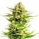 Indica Cream (Kannabia) feminizowane