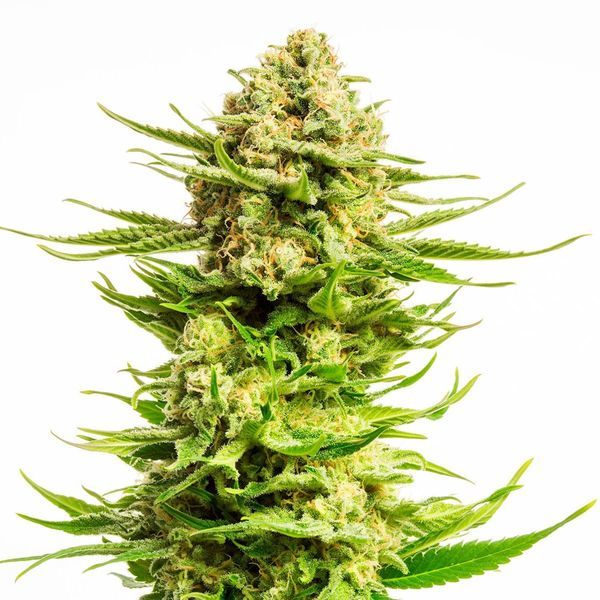Indica Cream (Kannabia) feminizowane