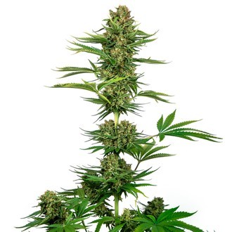 Satin Black Domina CBD (Sensi Seeds) feminizowane