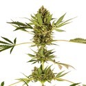 Himalayan CBD (Sensi Seeds) feminizowane