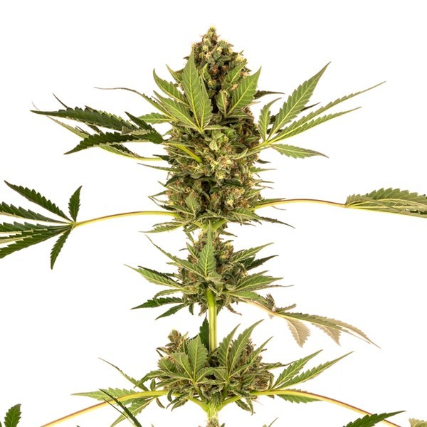 Himalayan CBD (Sensi Seeds) feminizowane