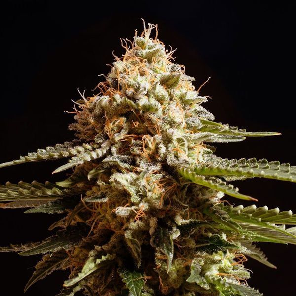 La Blanca (Kannabia) feminizowane