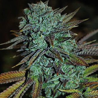 Expert Gorilla (Expert Seeds) feminizowane