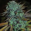 Expert Gorilla (Expert Seeds) feminizowane
