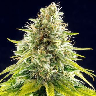 Mataró Blue (Kannabia) feminizowane