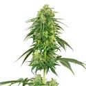 Strawberry Kush (White Label) nasiona marihuany feminizowane