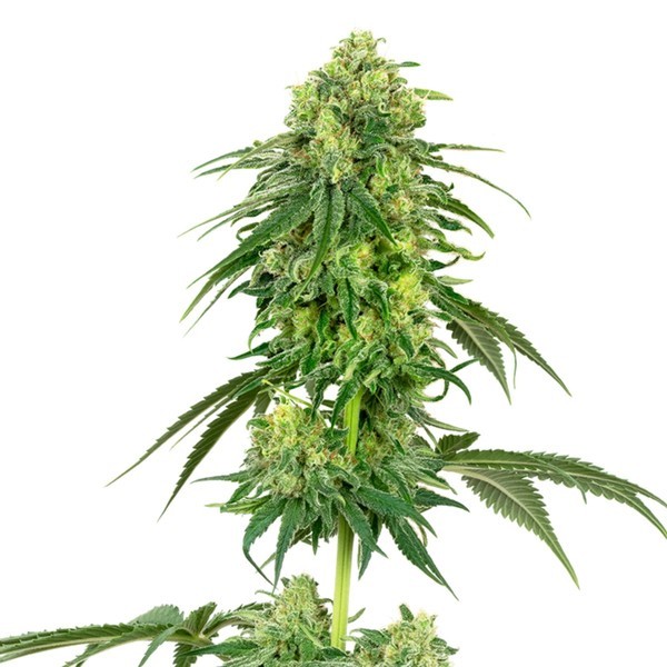 Strawberry Kush (White Label) nasiona marihuany feminizowane