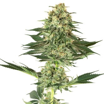 Banana Kush (White Label) feminizowane