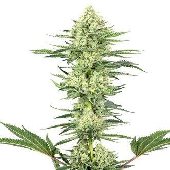 White Gorilla Haze (White Label) feminizowane