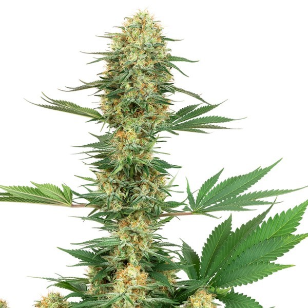 Gelato 420 (White Label) feminizowane