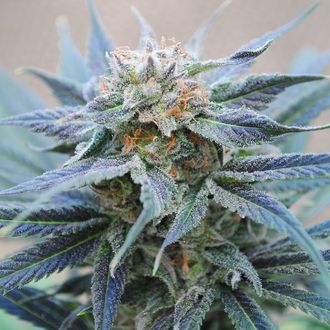 Skunk+ (Kannabia) nasiona marihuany feminizowane