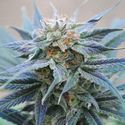 Skunk+ (Kannabia) nasiona marihuany feminizowane