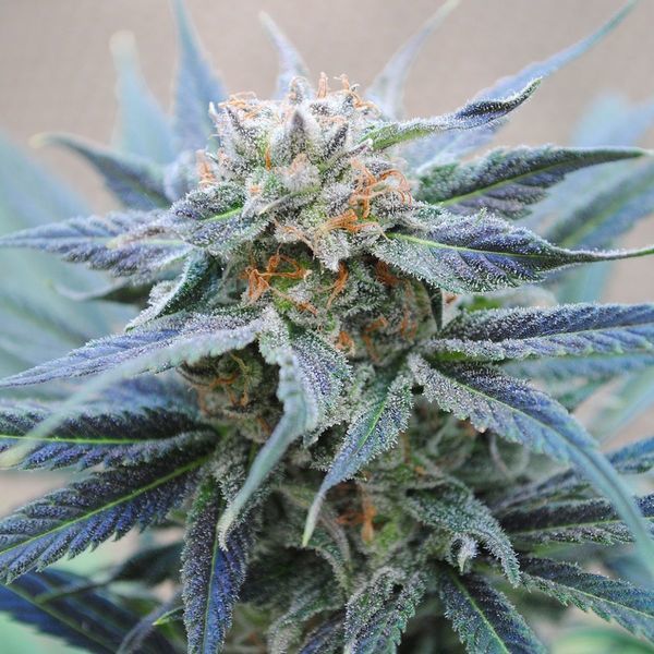 Skunk+ (Kannabia) nasiona marihuany feminizowane