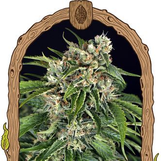 Sir Jack Automat Pure CBD (Exotic Seed) feminizowane