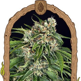 Sir Jack Automat Pure CBD (Exotic Seed) feminizowane