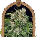 Sir Jack Automat Pure CBD (Exotic Seed) feminizowane