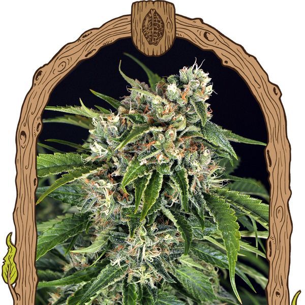 Sir Jack Automat Pure CBD (Exotic Seed) feminizowane