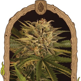 Doctor Greenman Pure CBD (Exotic Seed) feminizowane