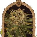 Doctor Greenman Pure CBD (Exotic Seed) feminizowane