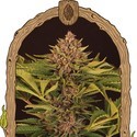 Strawberry Cola Auto (Exotic Seed) – feminizowane nasiona marihuany automat