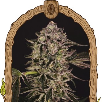 Quick Sherbet (Exotic Seed) feminizowane