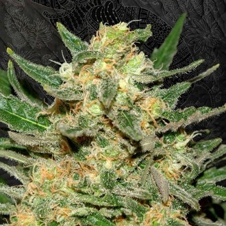 Thai Fantasy (Kannabia) feminizowane