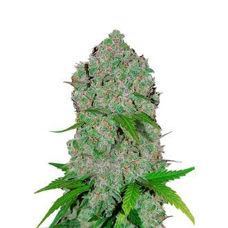 Orange Sherbet Automat (FastBuds) feminizowane