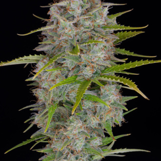 Orange Sherbet Automat (FastBuds) feminizowane