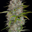 Orange Sherbet Automat (FastBuds) feminizowane