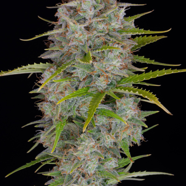 Orange Sherbet Automat (FastBuds) feminizowane