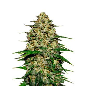 Wedding Cheesecake Automat (FastBuds) feminizowane