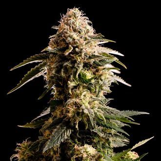 Kiss (Kannabia) feminizowane