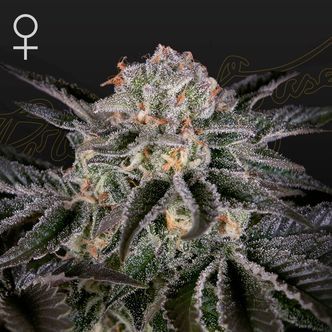 Wonder Pie (Greenhouse Seeds) feminizowane