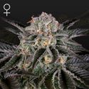 Wonder Pie (Greenhouse Seeds) feminizowane