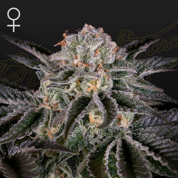 Wonder Pie (Greenhouse Seeds) feminizowane
